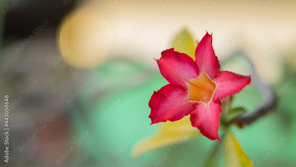 red tulip in the garden with bokeh background