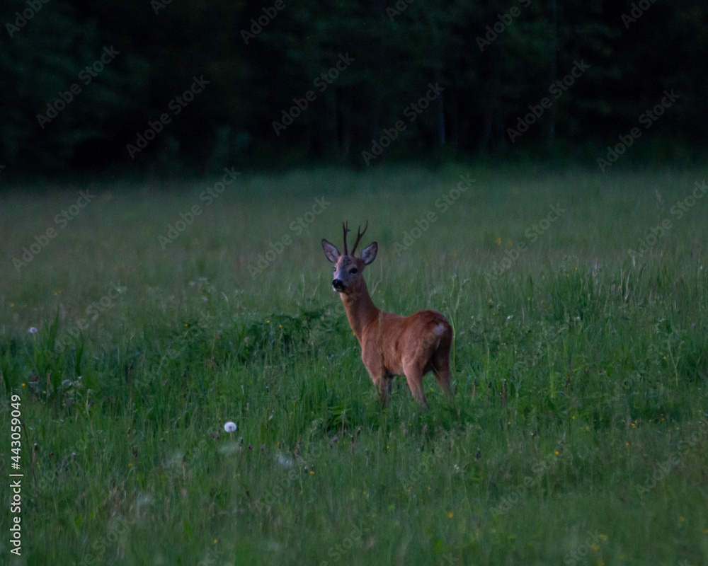 Fototapeta premium Spring in the nature. Roe deer, Capreolus capreolus, beautiful blooming meadow with many white and yellow flowers and animal.