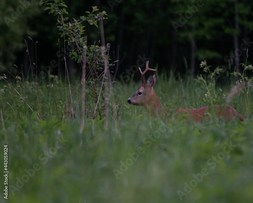 roe deer with horns on a nice summer morning in a green meadow on the edge of the forest looks directly on top.
