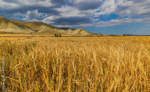 Wheat field in the backgrou...