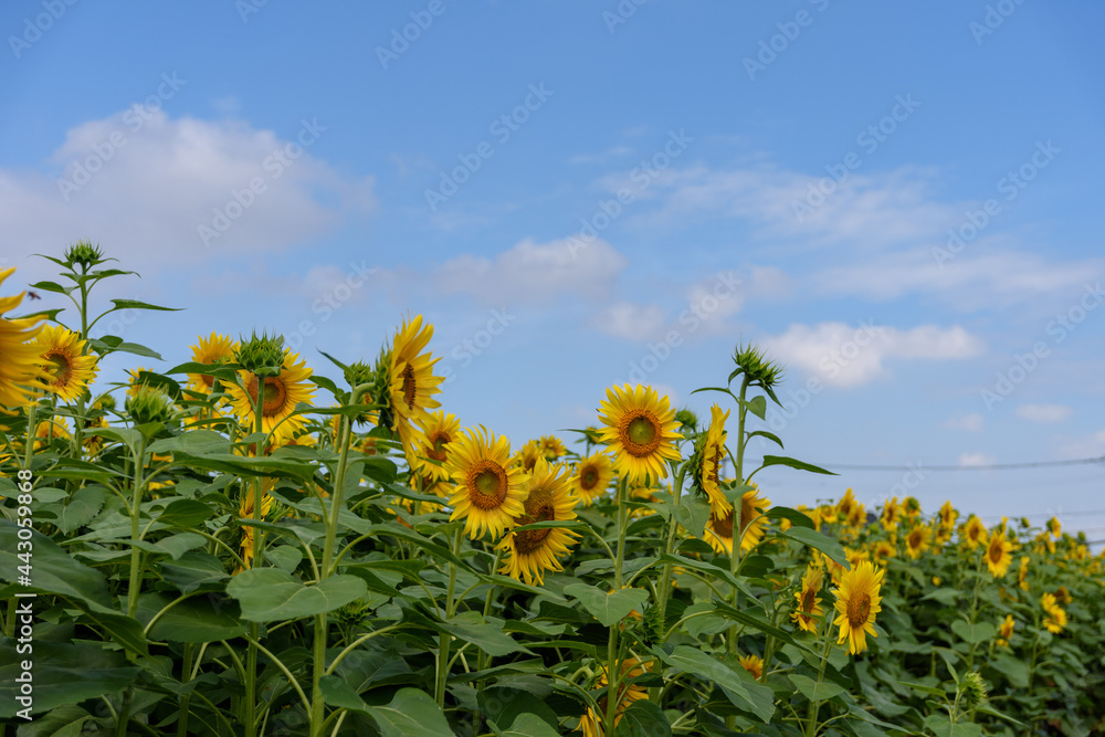Obraz premium 真夏のヒマワリ(向日葵)と青空