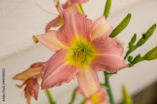 pink and yellow lily blooming in the Lily garden