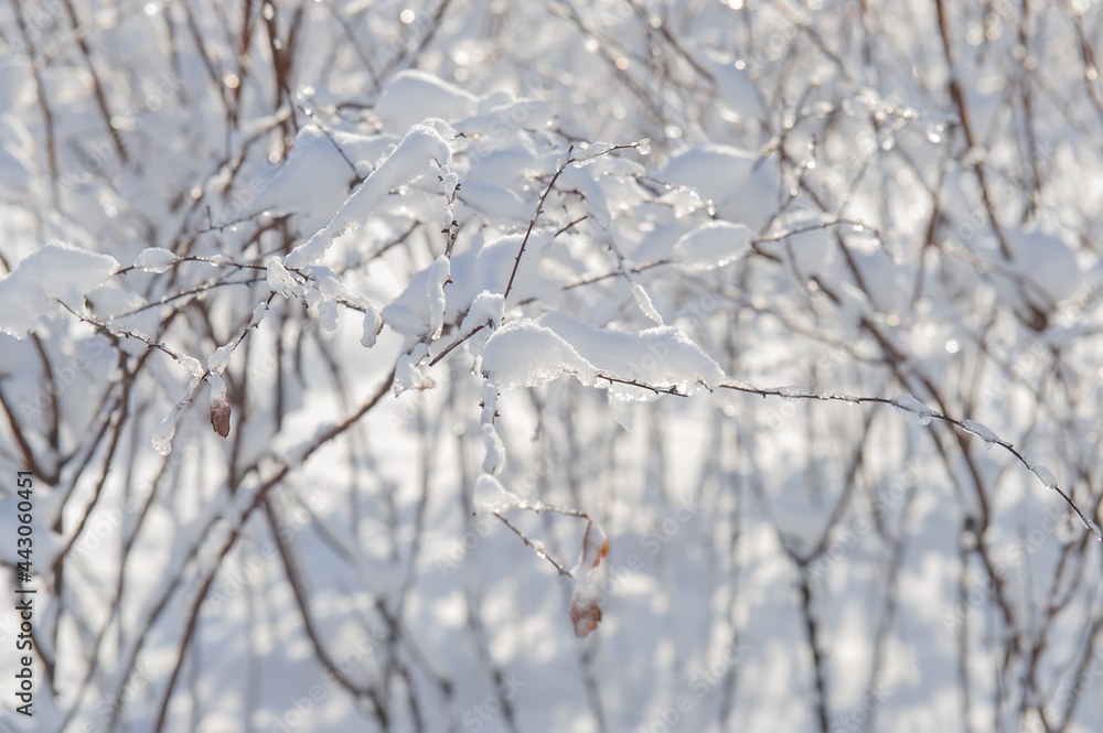 branches of the bush are covered with snow on a sunny day. Web banner.