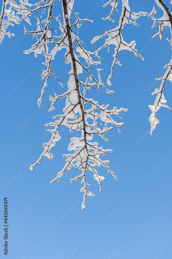 hanging branches of the trees are covered with fresh snow hanging branches of the trees are covered with fresh snow