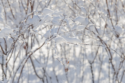 branches of the bush are covered with snow on a sunny day. Web banner.