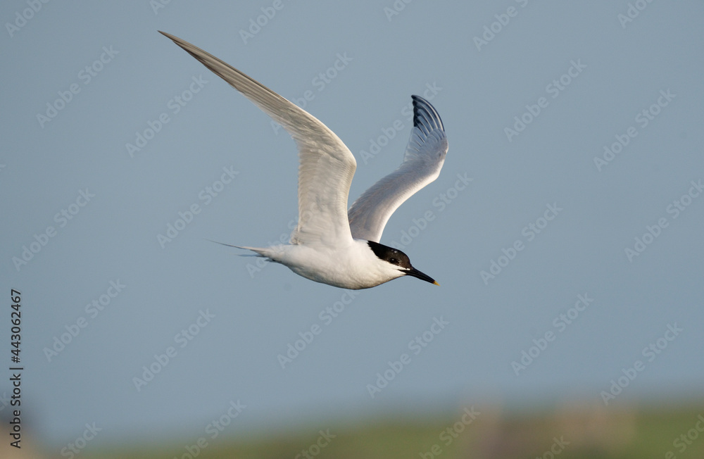 Obraz premium Sandwich tern, Sterna sandvicensis