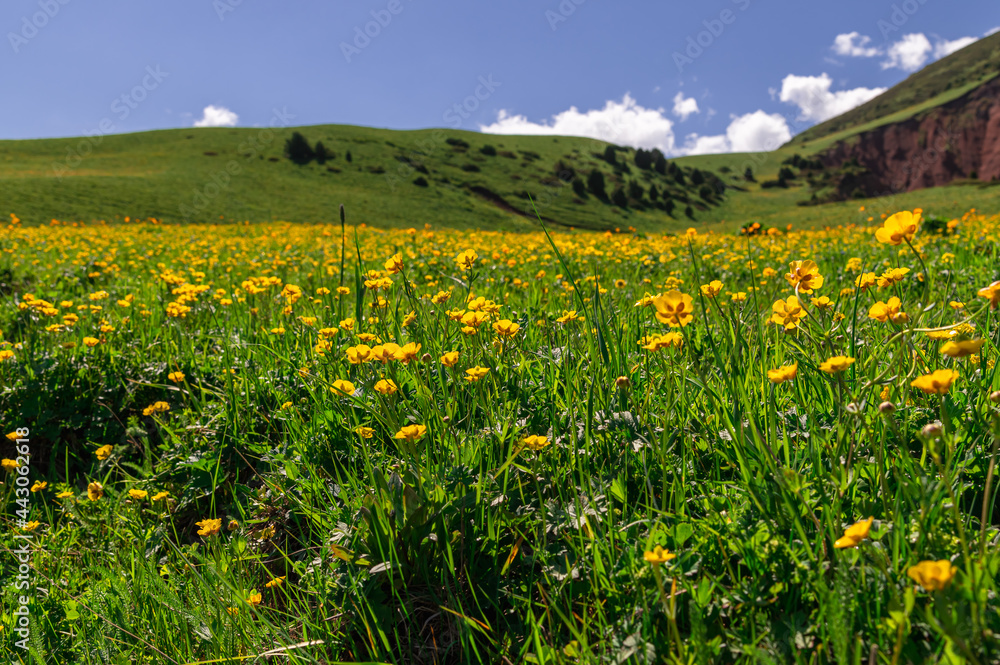 flowering yellow meadows of meadow buttercup
