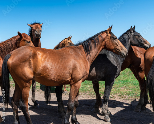 herd of bay horses in a meadow in the mountains