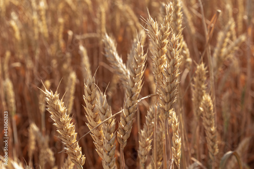 ripe ears of wheat lie on the ground