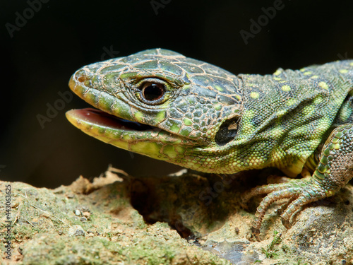 Eyed Lizard, Timon lepidus