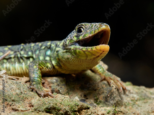 Eyed Lizard  Timon lepidus