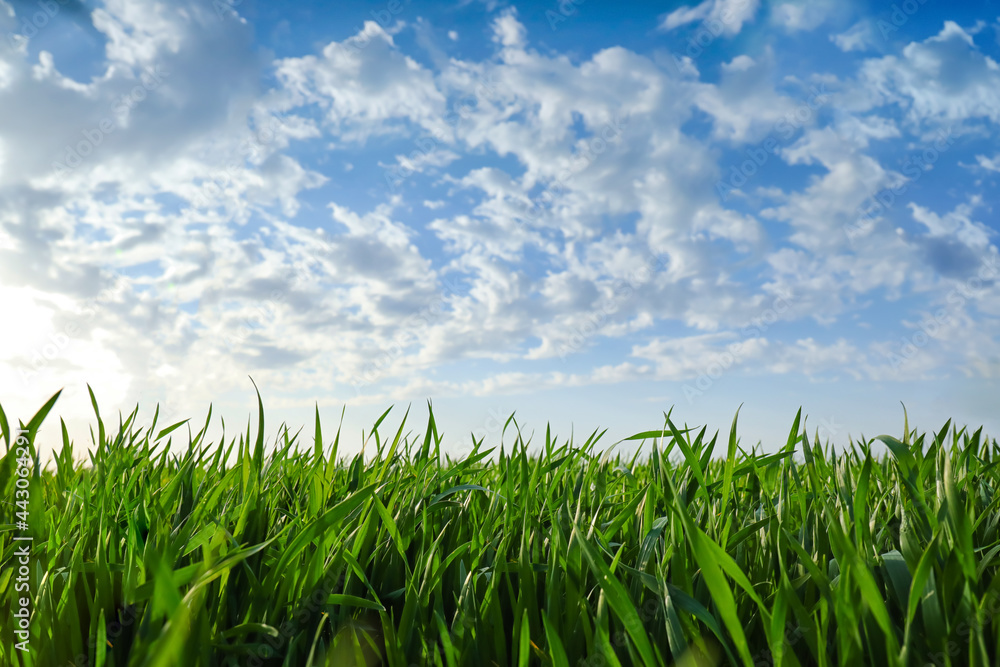 Fototapeta premium Fresh green grass on field