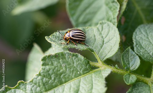 Colorado beetle (Leptinotarsa decemlineata) bug crawling on leaf of potato plant. Close-up of insect pest causing huge damage to harvest in farms and gardens.