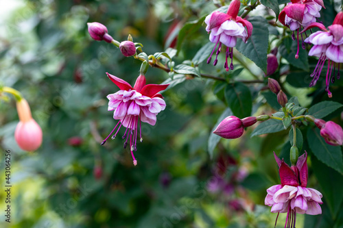 Fuchsia flower. Fuchsia is a genus of flowering plants and the majority of Fuchsia species are native to Central and South America. This cultivar is the Fuchisa bella evita. photo