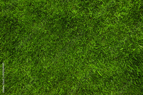 Wallpaper Mural Fresh green grass on lawn Torontodigital.ca