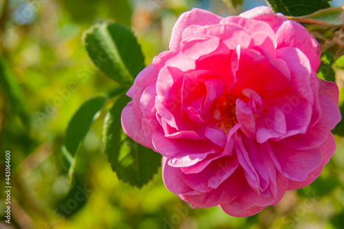 Beautiful flower close-up. A bush of pink roses.