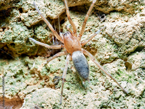 Land spider. Gnaphosidae family. 