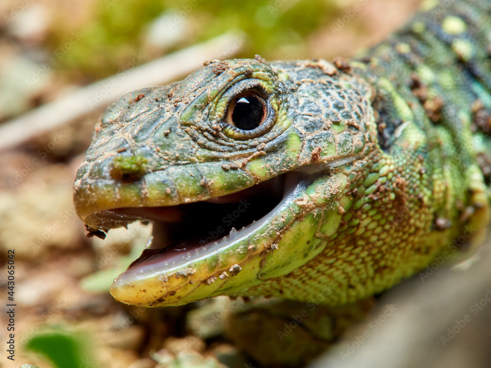 Fototapeta premium Eyed Lizard. Timon lepidus