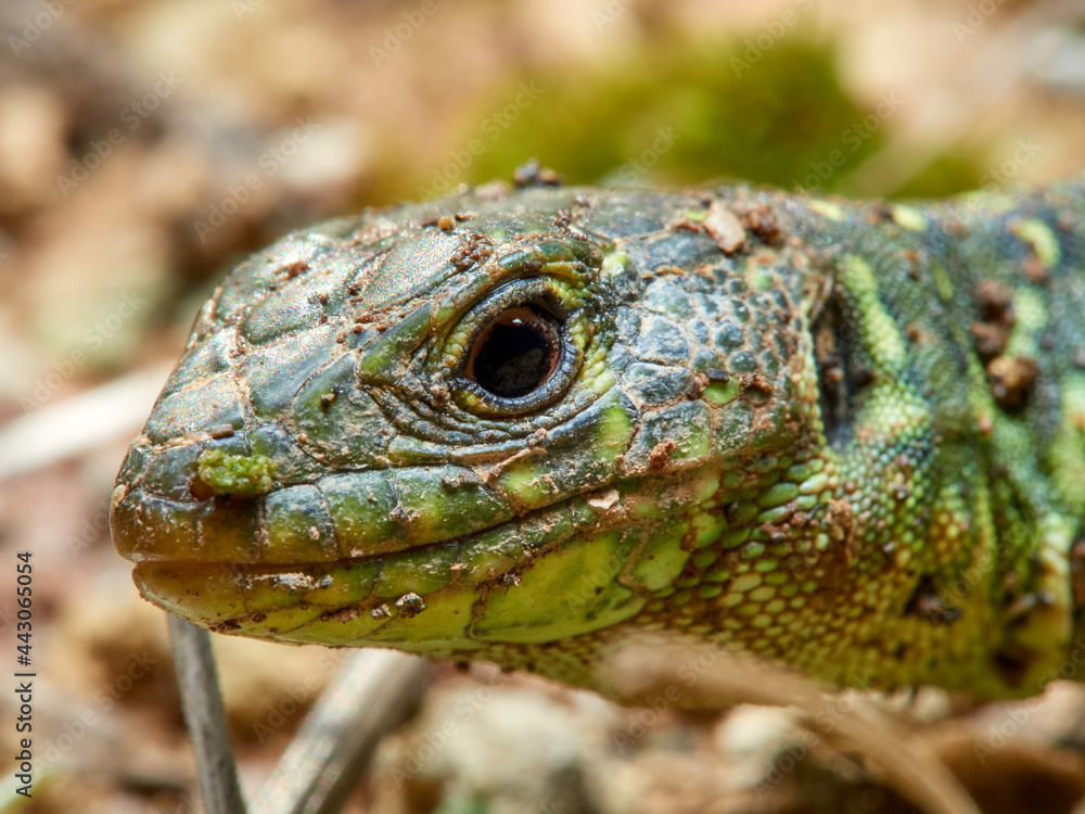 Obraz premium Eyed Lizard. Timon lepidus