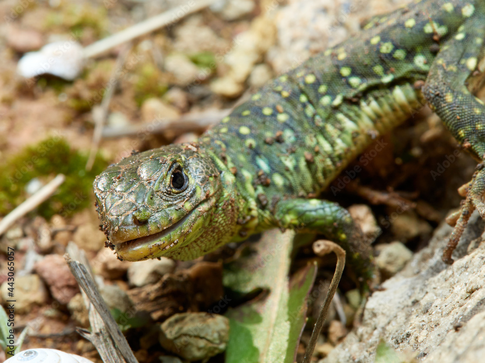 Fototapeta premium Eyed Lizard. Timon lepidus
