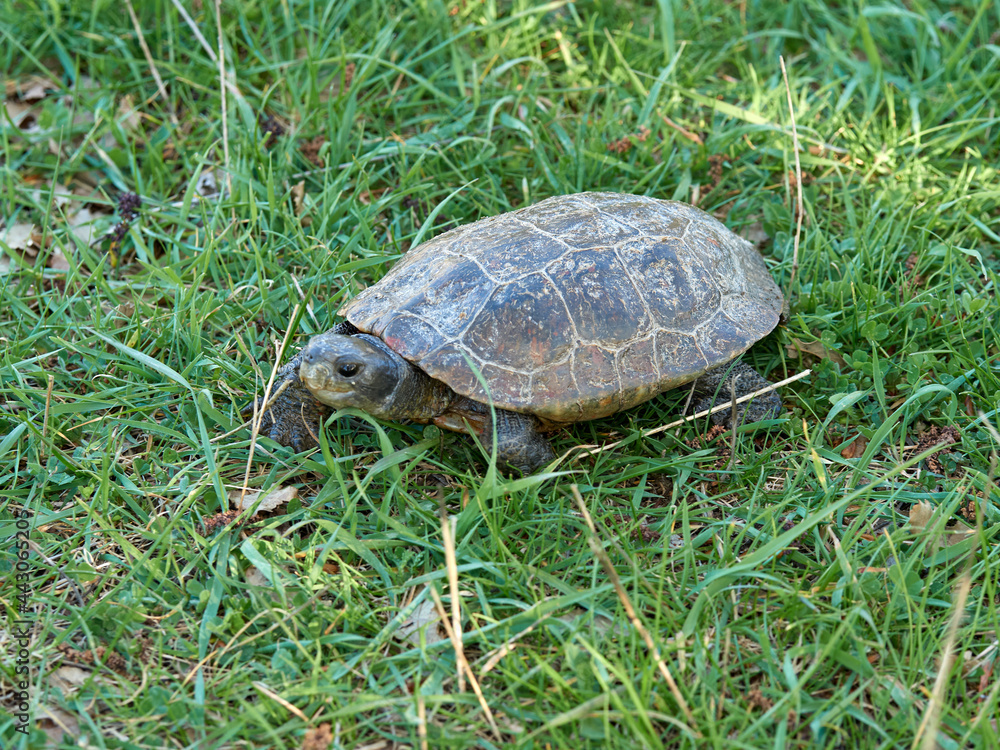 Leprous turtle. Mauremys leprous Leprous turtle. Mauremys leprous