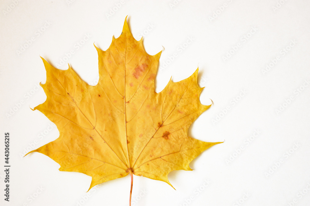 maple leaf with streaks. autumn yellow dry tree leaf on a white background. maple leaf with streaks. autumn yellow dry tree leaf on a white background.