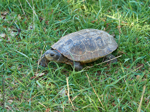 Leprous turtle. Mauremys leprous