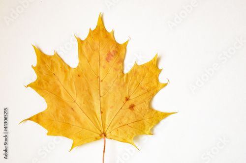 maple leaf with streaks. autumn yellow dry tree leaf on a white background.