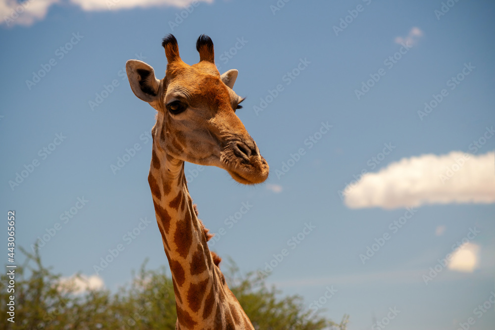 Naklejka premium Wild african life. A large common South African giraffe on the summer blue sky.