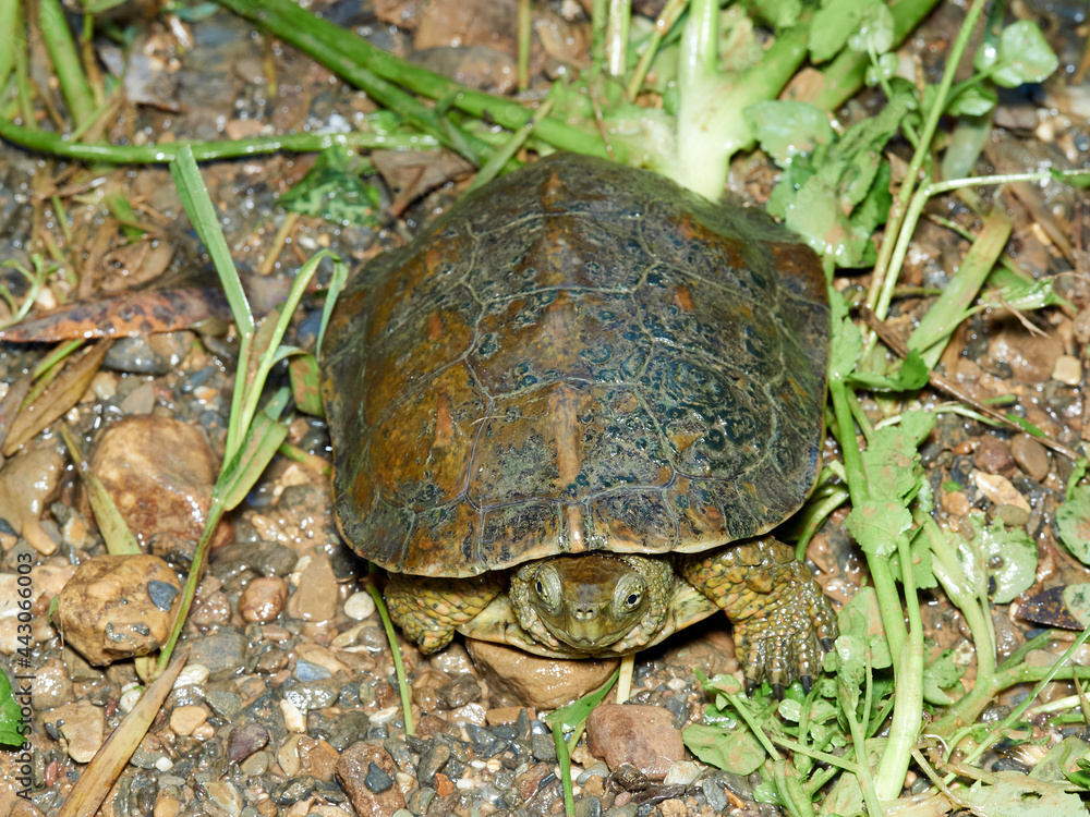 Leprous tortoise. Mauremys leprous Leprous tortoise. Mauremys leprous
