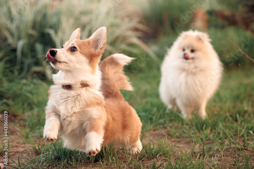 a red beige corgi puppy runs licking its tongue and wagging its long tail on the green grass