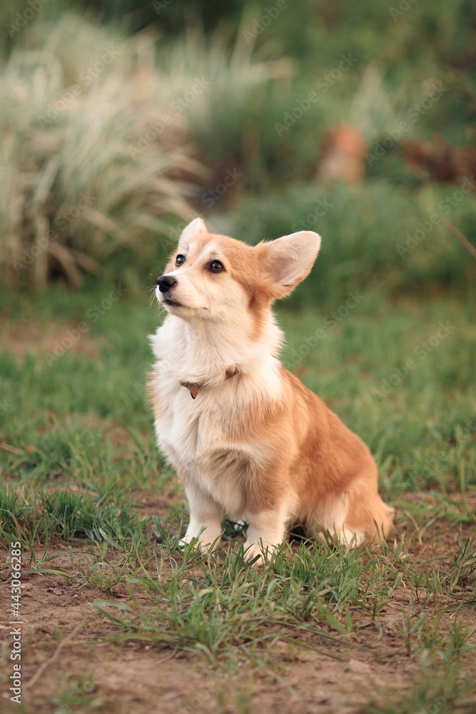 a small red corgi puppy with a long tail, sitting on the green gra