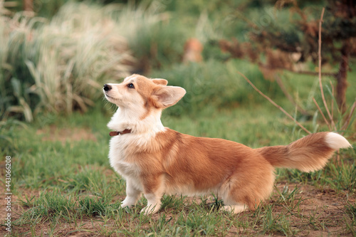 a red beige little corgi puppy wags its long tail standing on the green grass © Валерия Старовойтова