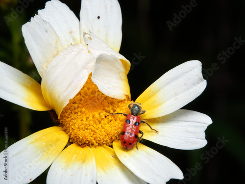 Chequered Beetle. Trichodes octopunctatus photo