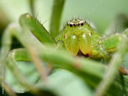 Green Huntsman Spider. Micrommata ligurina