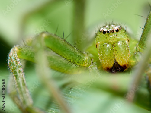 Photography Green Huntsman Spider. Micrommata ligurina