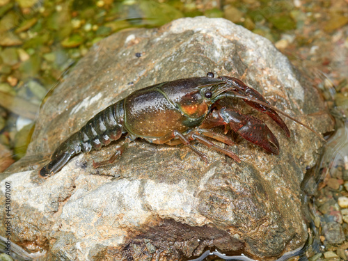 Red Swamp Crayfish. Procambarus clarkii