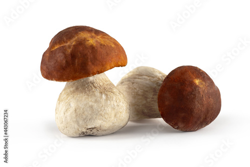 Wallpaper Mural Fresh wild boletus mushrooms on a white background Torontodigital.ca