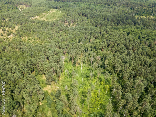 Green forest in summer. Aerial drone view.