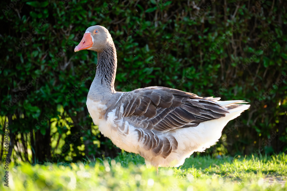 Domestic Greylag Goose. Anser anser var. domesticus Domestic Greylag Goose. Anser anser var. domesticus