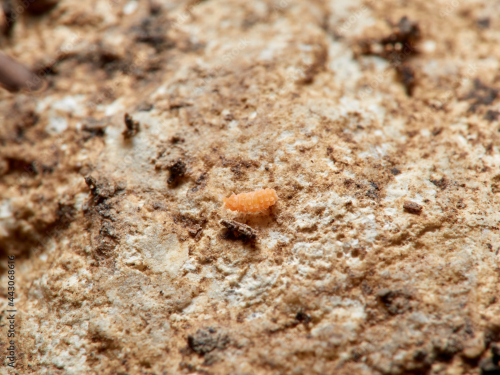 Termite. Reticulitermes lucifugus