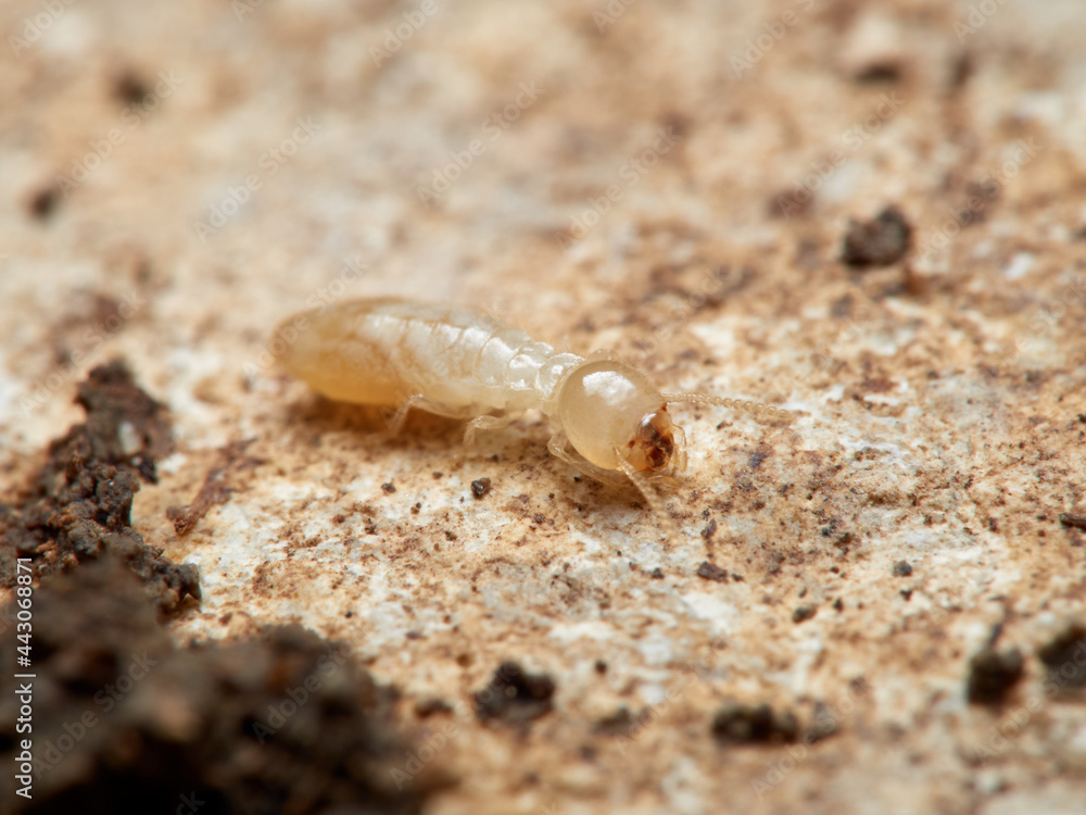 Termite. Reticulitermes lucifugus
