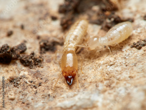 Termite. Reticulitermes lucifugus