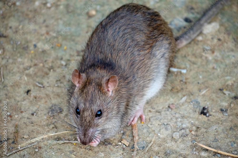 Brawn rat. Rattus norvegicus Brawn rat. Rattus norvegicus