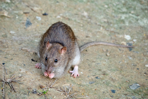 Brawn rat. Rattus norvegicus