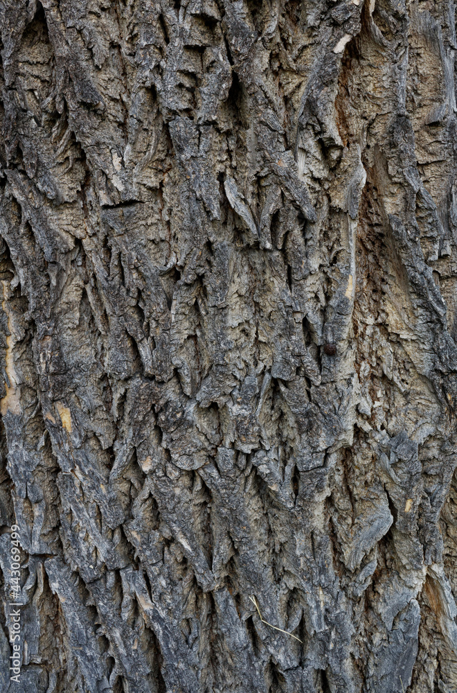 Szorstka powierzchnia kory pnia drzewa z bliska - obrazy, fototapety, plakaty 