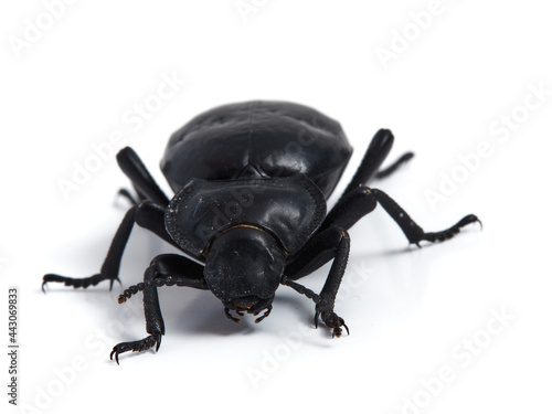 Black beetle. Morica planata.
