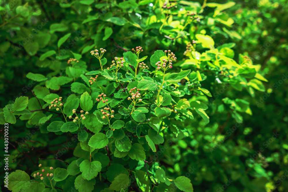 Spiraea hedge with buds with plety of green leaves in sunlight Spiraea hedge with buds with plety of green leaves in sunlight