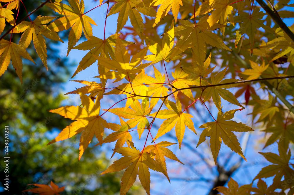 Autumn leaf color, Autumn Foliage, Maple leaves in Autumn at Beomeosa temple on Geumjeongsan mountain, Busan, South Korea Autumn leaf color, Autumn Foliage, Maple leaves in Autumn at Beomeosa temple on Geumjeongsan mountain, Busan, South Korea