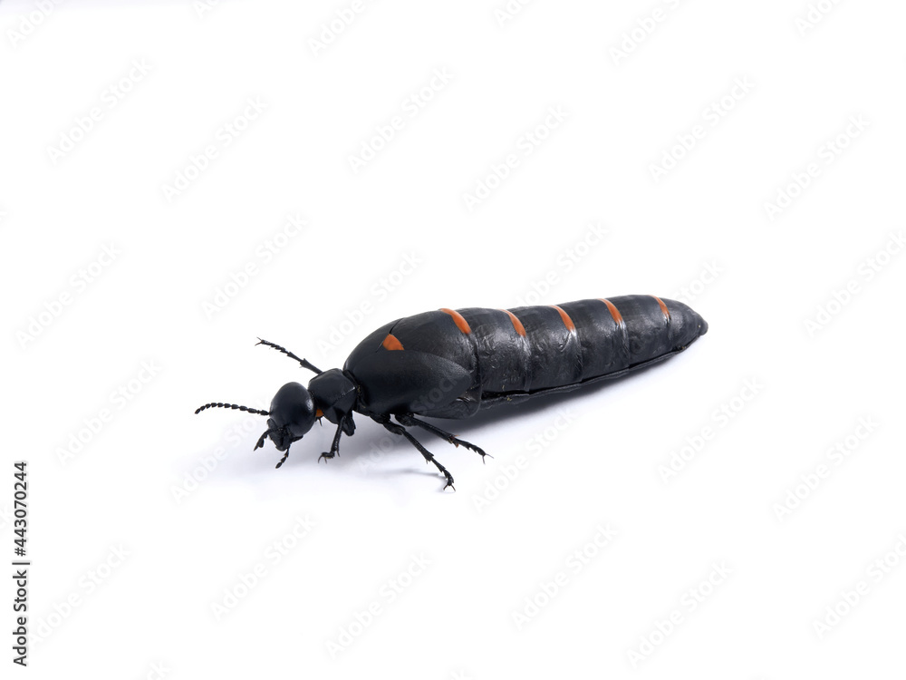 Red-striped Oil Beetle. Berberomeloe majalis Red-striped Oil Beetle. Berberomeloe majalis